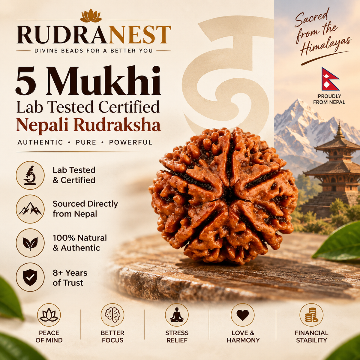 Money & Love Balance | 5 Mukhi Certified Nepali Rudraksha Bracelet